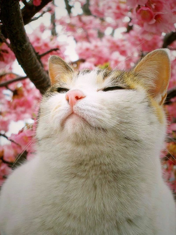Cat looking sleepy with peach blossoms behind it.
