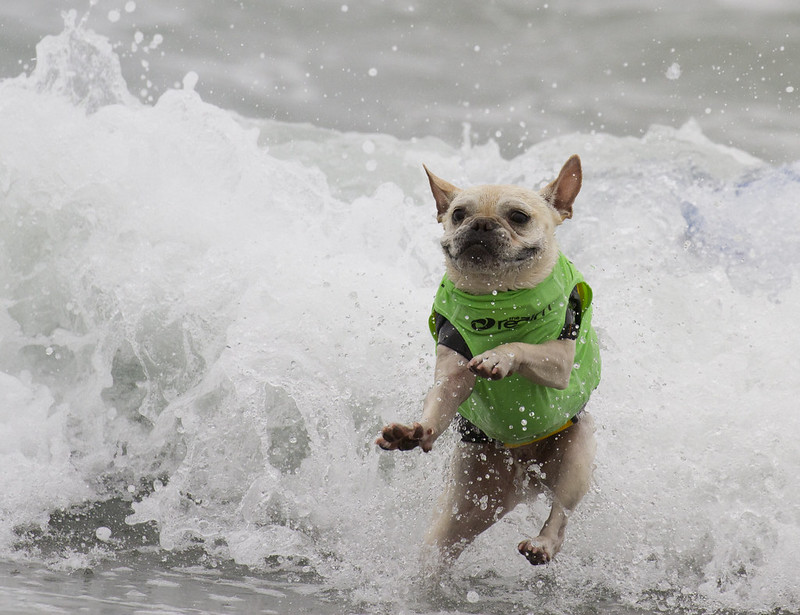 Dog with green life vest jumping in a wave.