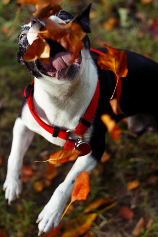 Dog jumping to catch leaves in its mouth.