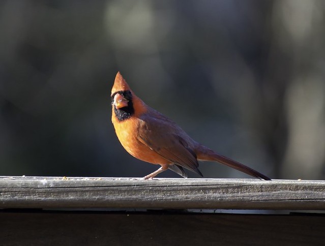 Cardinal sitting on a railing.