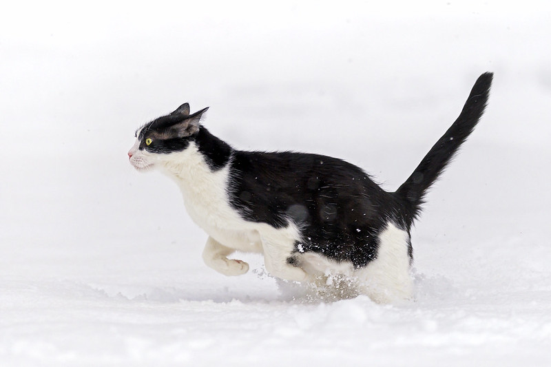 Cat bounding through the snow with ears back.