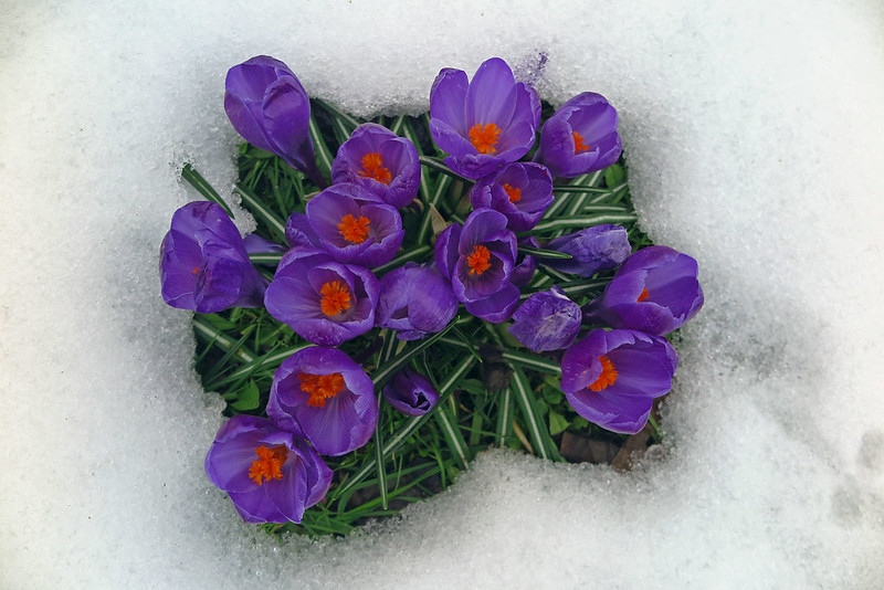 cluster of purple crocuses in the snow