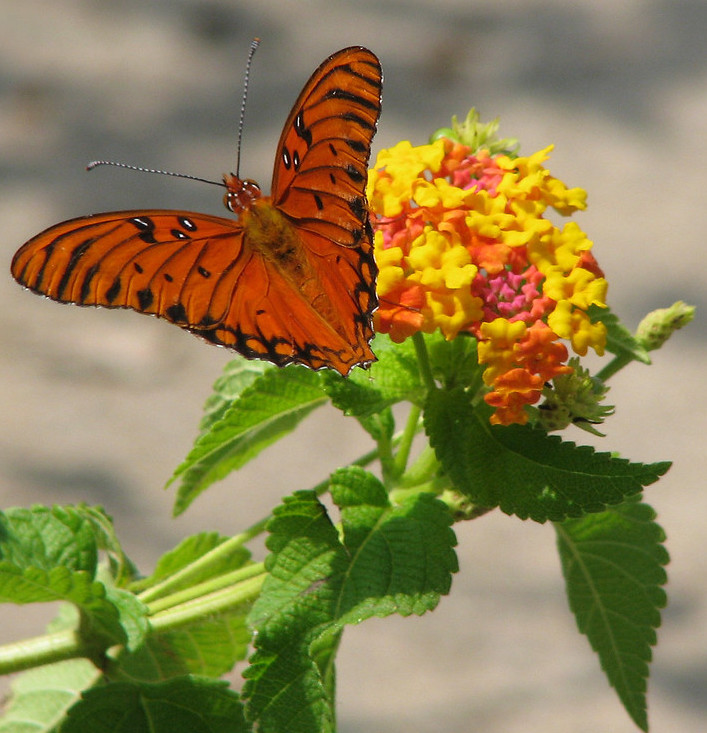 Orange fritillary butterfly with open wings on a bright yellow, pink, and orange lantana flower.