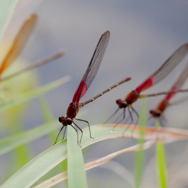 Three dragonflies on grassy plants