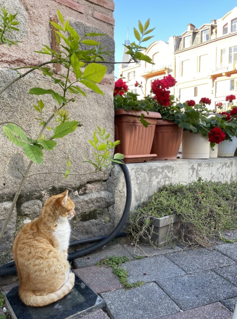 Cat sitting next to new spring leaves and bright red flowers.