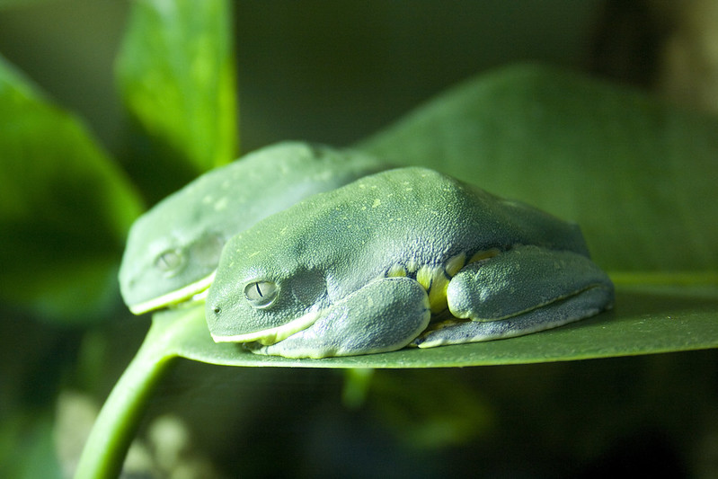 two green frogs on a green leaf