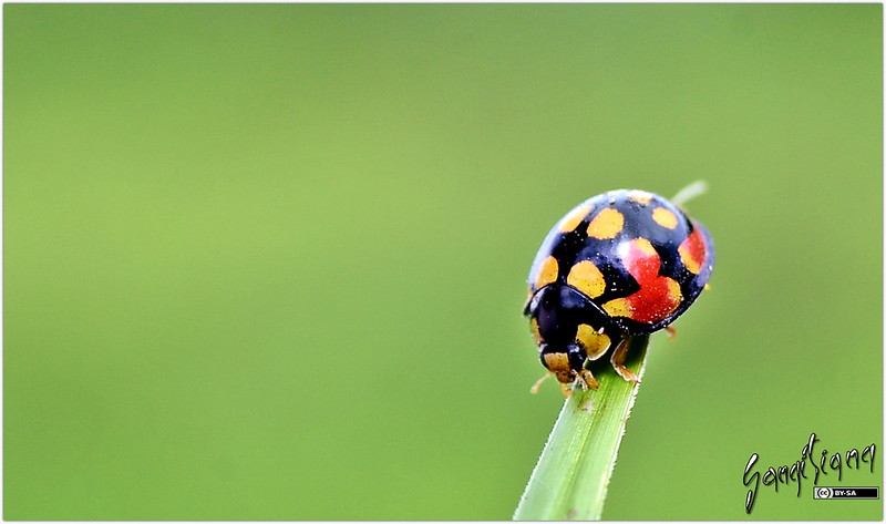 spotted insect on a leaf