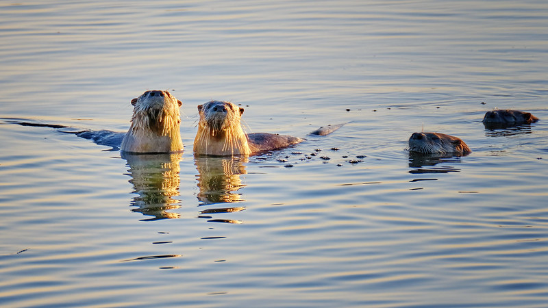 Two otters in water with another two joining them