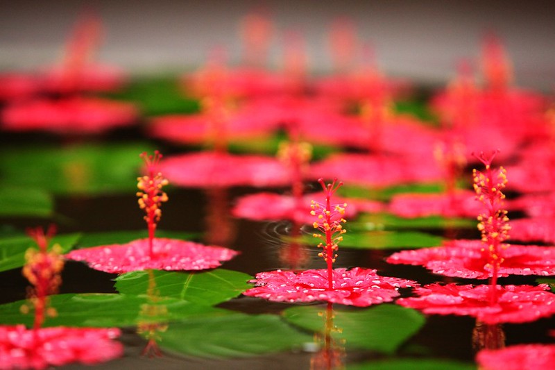 Red flowers and green leaves floating on water