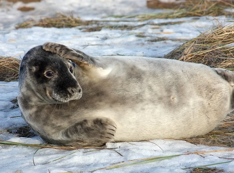 Seal lying on snowy ground with its flipper on its head.