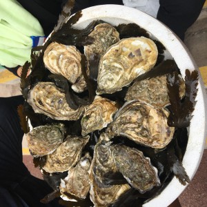 Fresh Oysters before they were demolished. 