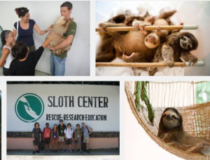 Sloth Santuary