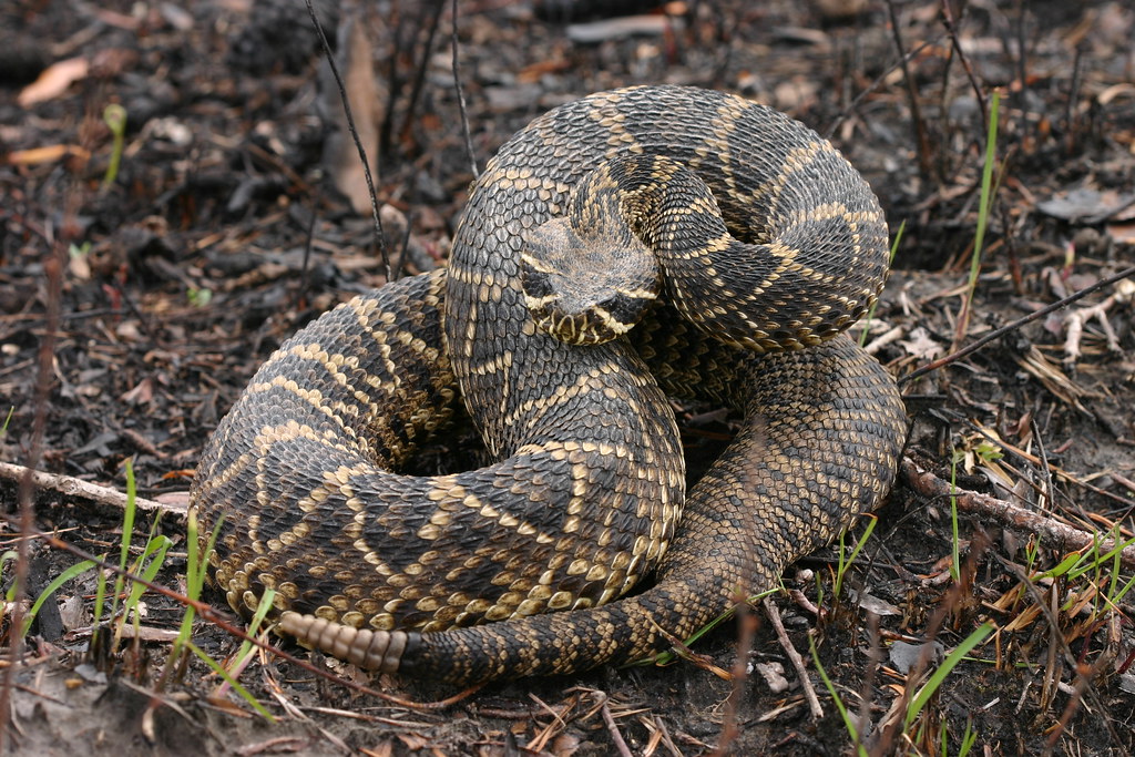 Eastern diamondback rattlesnake | Scientific name: Crotalus … | Flickr