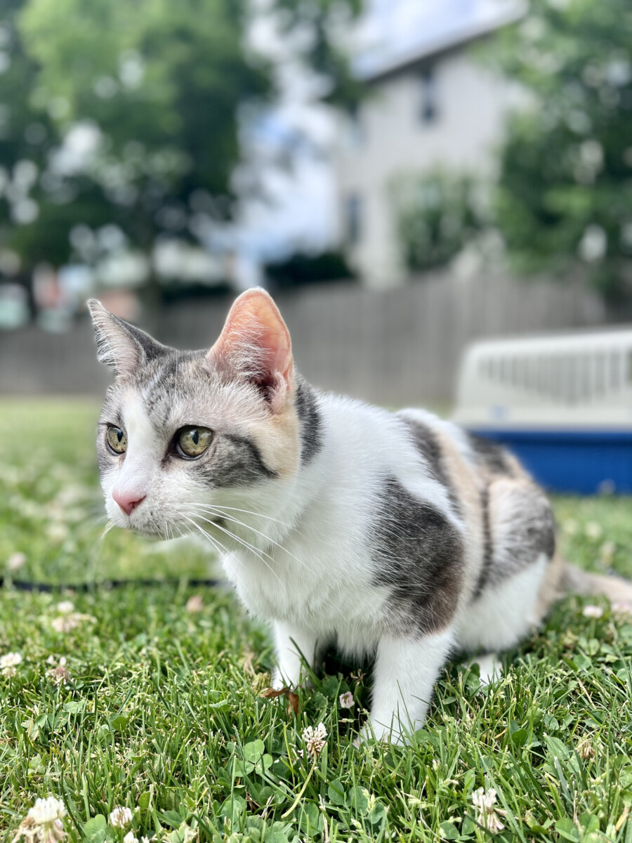 A photo of a calico cat outside in the grass