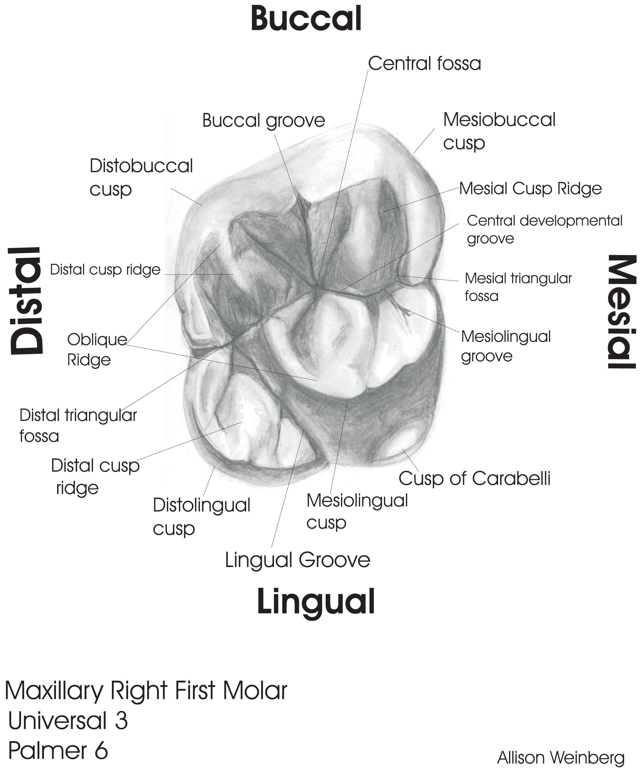 Tooth Anatomy Molar Anatomy Drawing Diagram