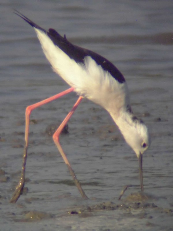 bird digging with its beak in the water