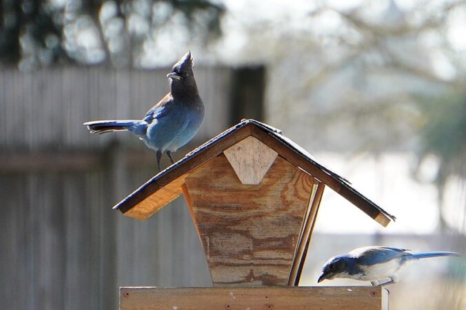 two jays on either side of a birdhouse