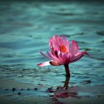 lotus-mud-flower-water-bloom