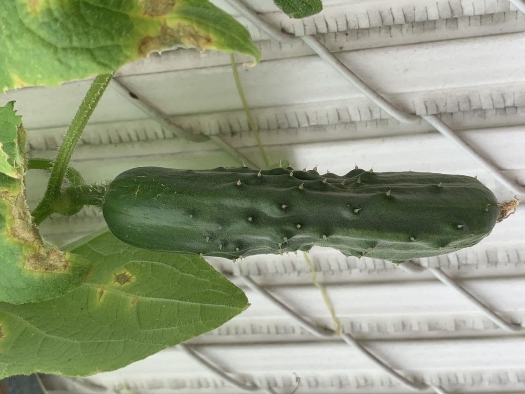 cucumber growing