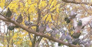 "Pigeons on a branch"