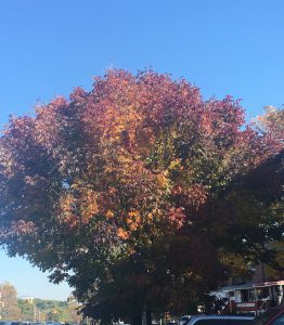 dip-dyed-tree