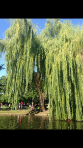"Willow Tree"