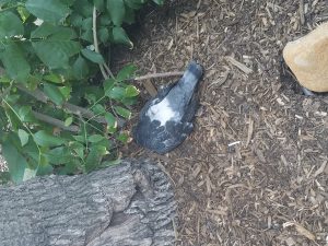 The bird is dead near a Tree