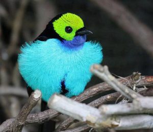 The Paradise Tanager