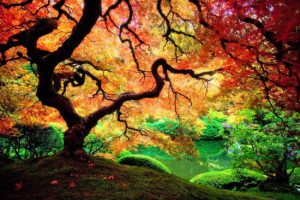 colorful-tree-977