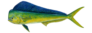 dolphinfish