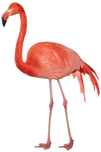 Tint Progression - Flamingo