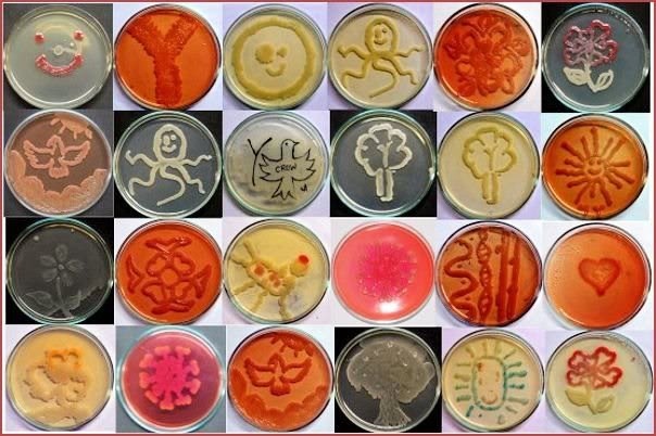 Staphylococcus intermedius | Microbiology 3302 Lab