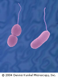 Vibrio parahaemolyricus