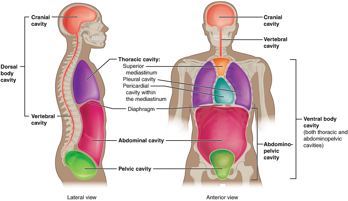 1.2 Structural Organization of the Human Body – Anatomy & Physiology
