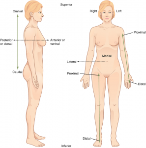 Figure showing terms used to describe body parts relative to each other