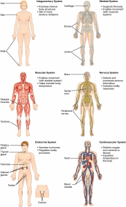 Diagram showing some of the human organ systems