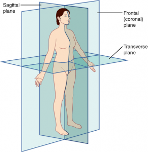Diagram showing planes along which the body can be sectioned