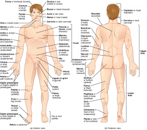 Diagram showing the major external parts of the human body
