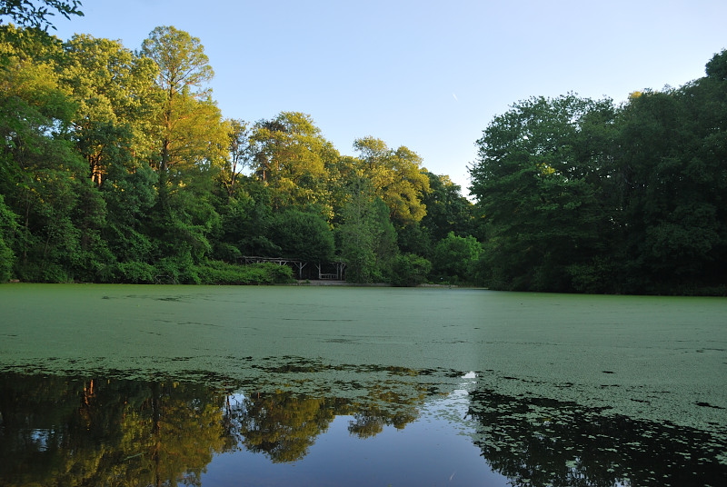 a mossy pond