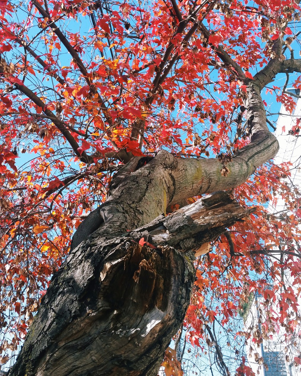 fall tree leaves