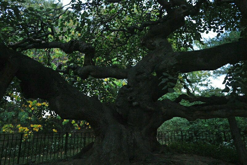 a large tree