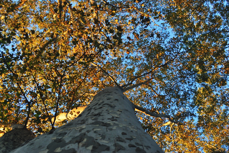 fall tree leaves
