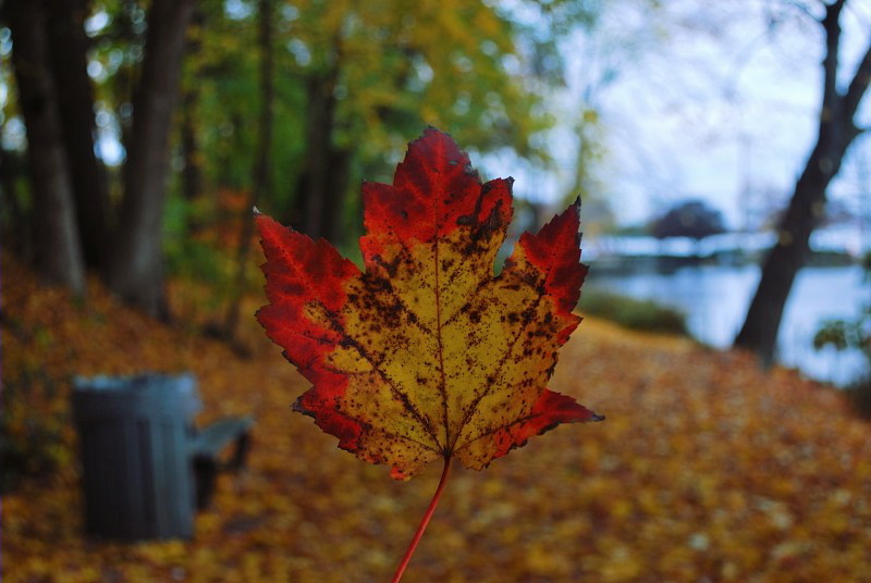 a close-up of a fall leaf