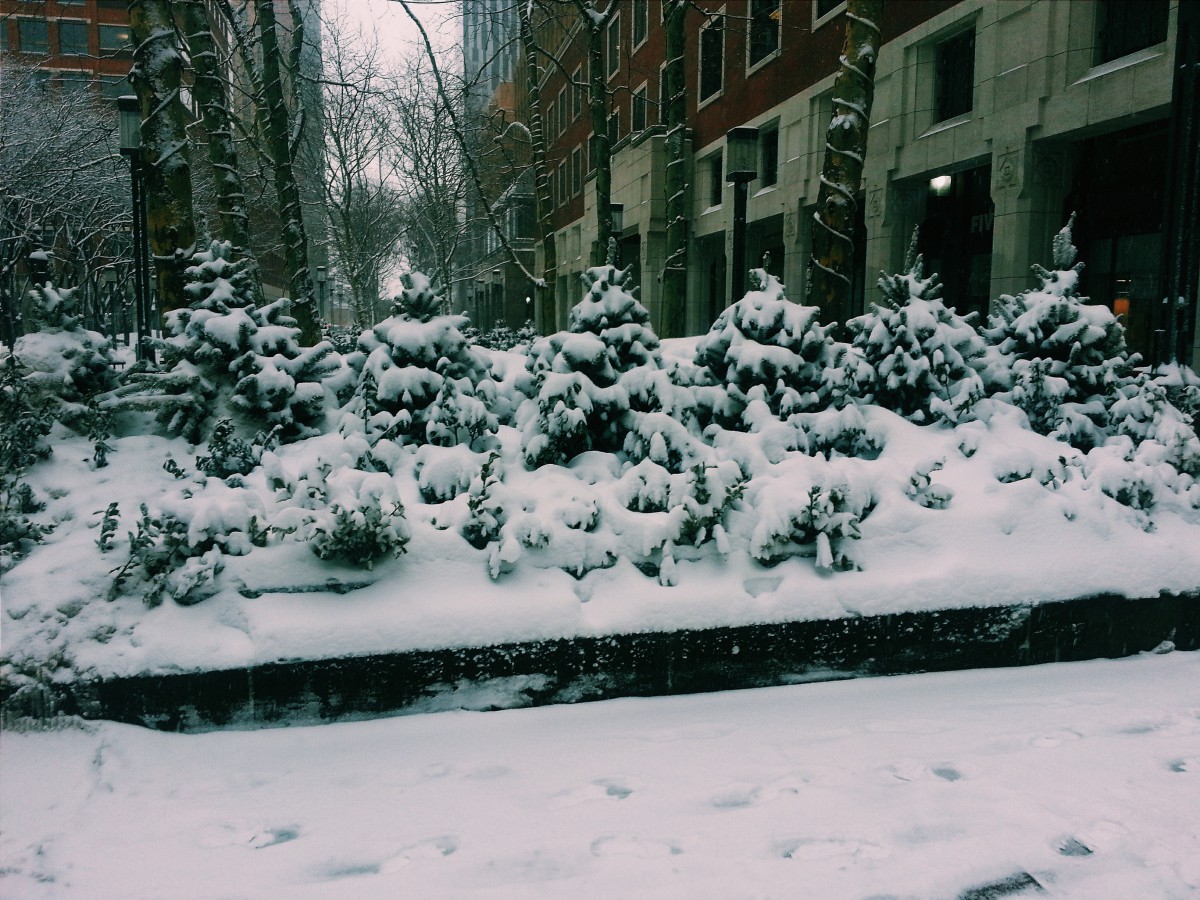 Snowy Little trees