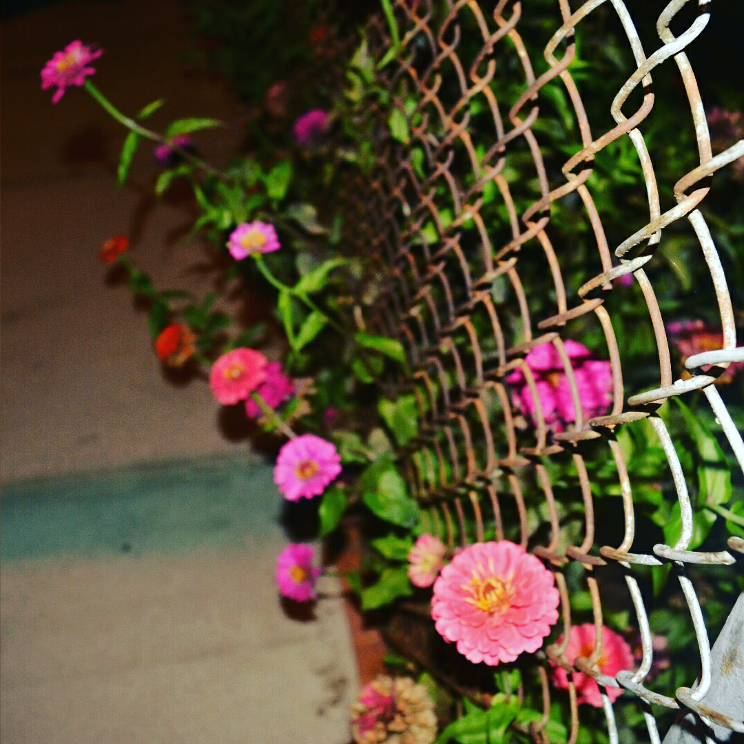 flowers growing through a wire-mesh fence