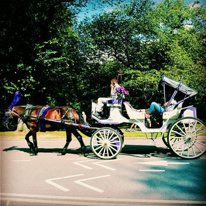 a horse and carriage