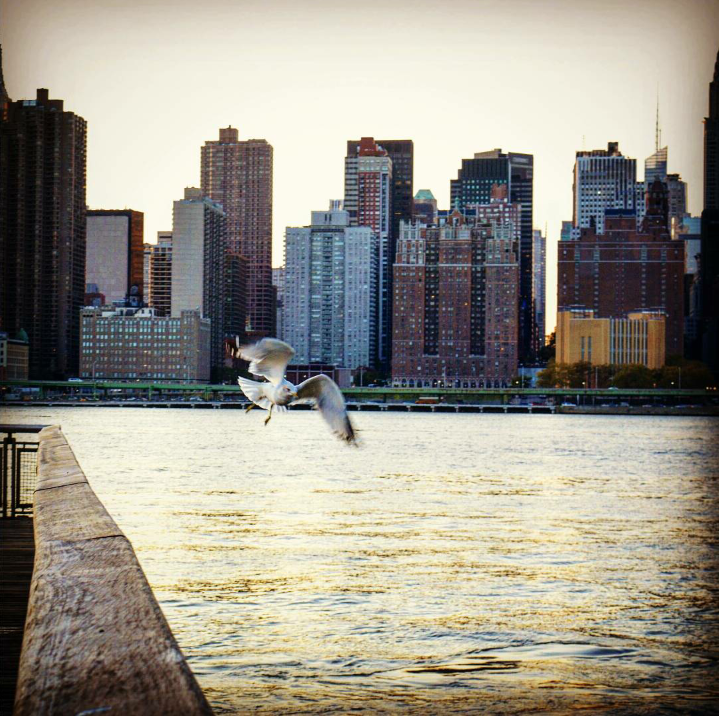 a seagull flying in front of a city shoreline