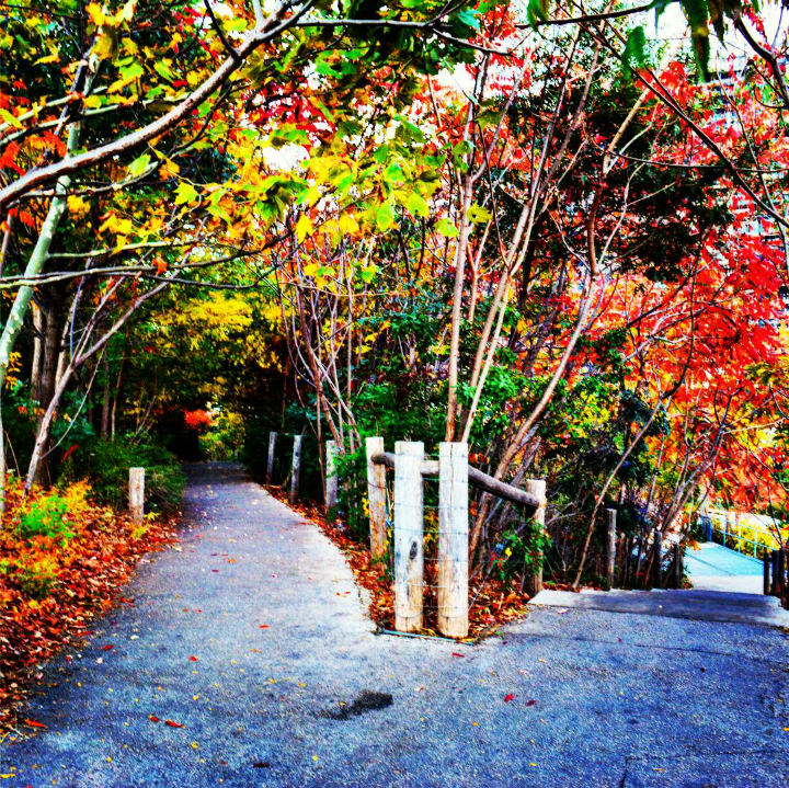 a split path under colorful fall leaves