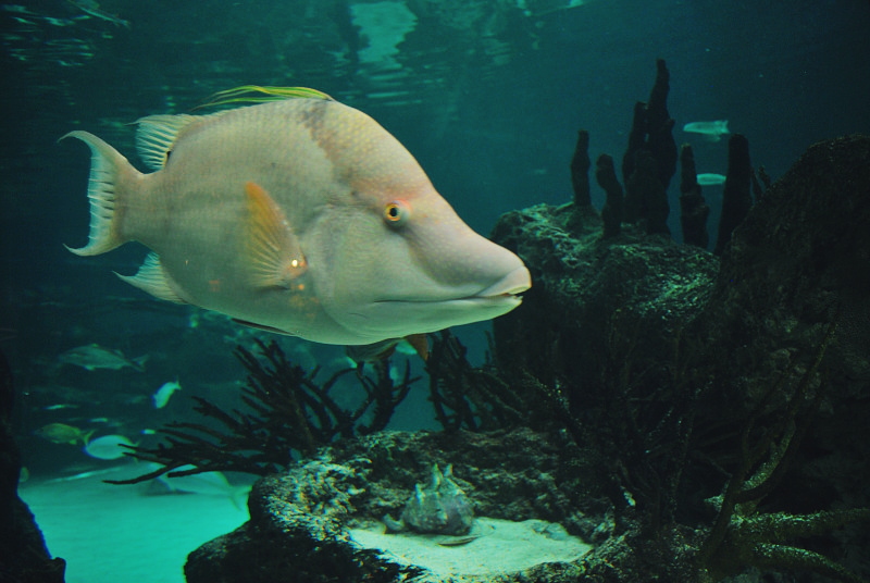 a large white fish swimming