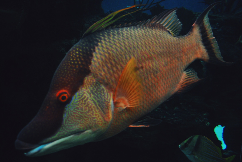 a large orange fish